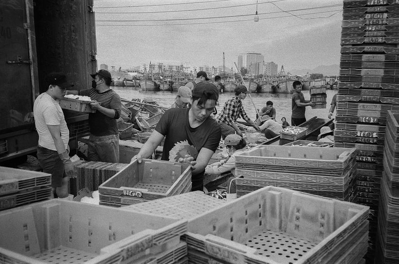 Las cajas se cargan en un camión para llevarlas a una planta procesadora, desde donde se exporta gran parte del pescado al extranjero.