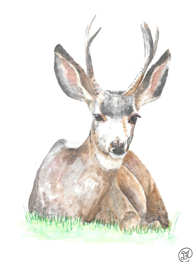 Biche 2