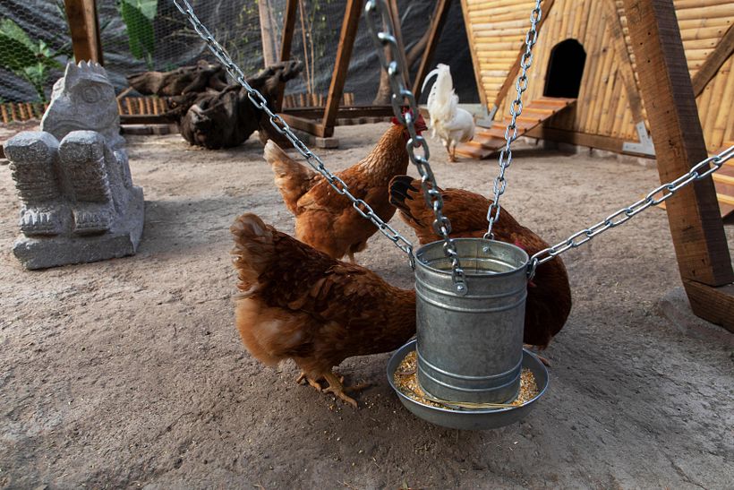 Chicken Itza 10