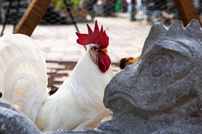 Chicken Itza 11