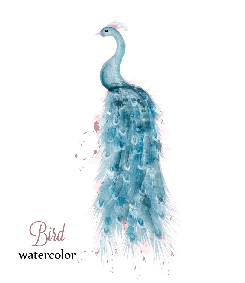 watercolor painting ideas Colorful Peacock