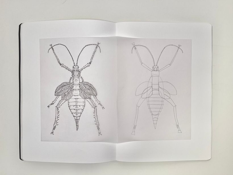 Traspaso de tinta y estudio de la geometría y construcción de formas. Hembra Heteropteryx dilatata.