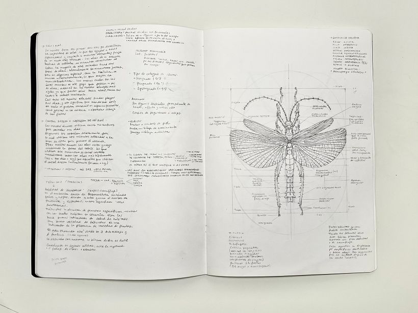Proceso de estudio sobre macho de Heteropteryx dilatata, conocido comúnmente como ninfa de la jungla.