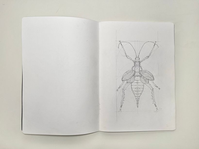 Proceso de estudio en grafito, esta es la hembra Heteropteryx dilatata.