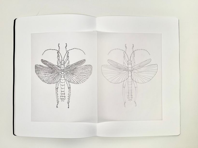 Una vez estudiado el insecto en grafito, hago un traspaso con tinta al papel vegetal, y estudio la geometría del insecto