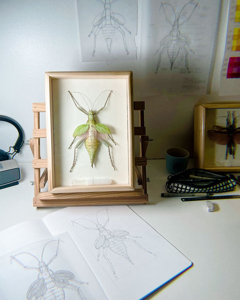 Estudio ilustrado con especies reales, a escala real.