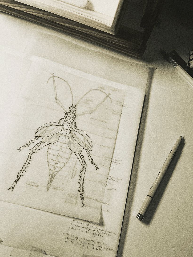 En el caso de la hembra, sus alas son pequeñas y no le sirven para volar.