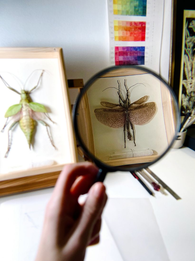‘Insecto’, del latín Insecthus. Insecare, hacer un corte o insición por los distintos segmentos que forman su cuerpo.