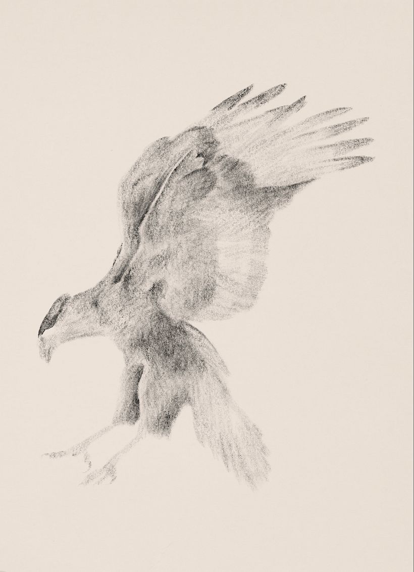 Carancho (Caracara plancus) 2