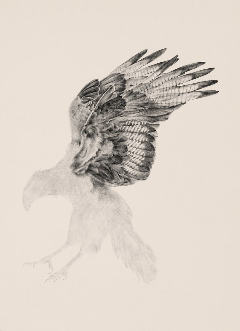 Carancho (Caracara plancus) 3