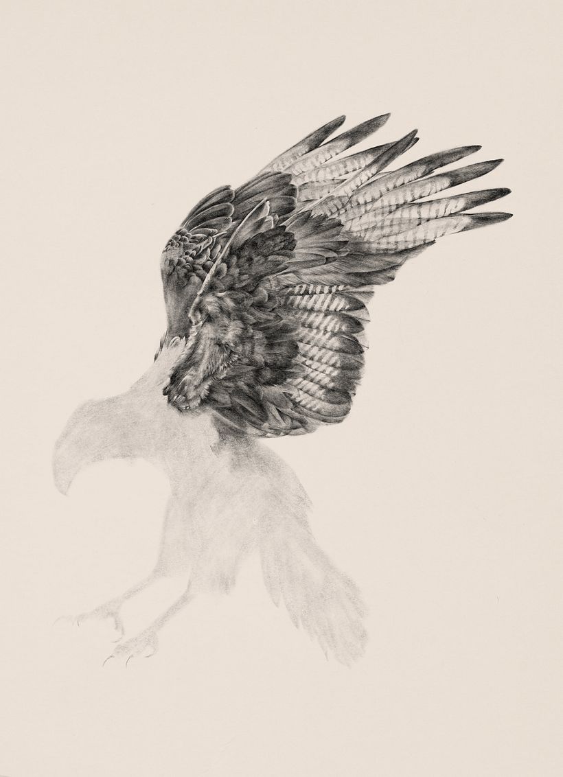 Carancho (Caracara plancus) 4