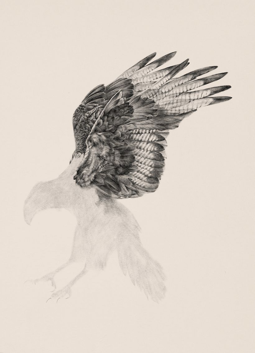 Carancho (Caracara plancus) 5