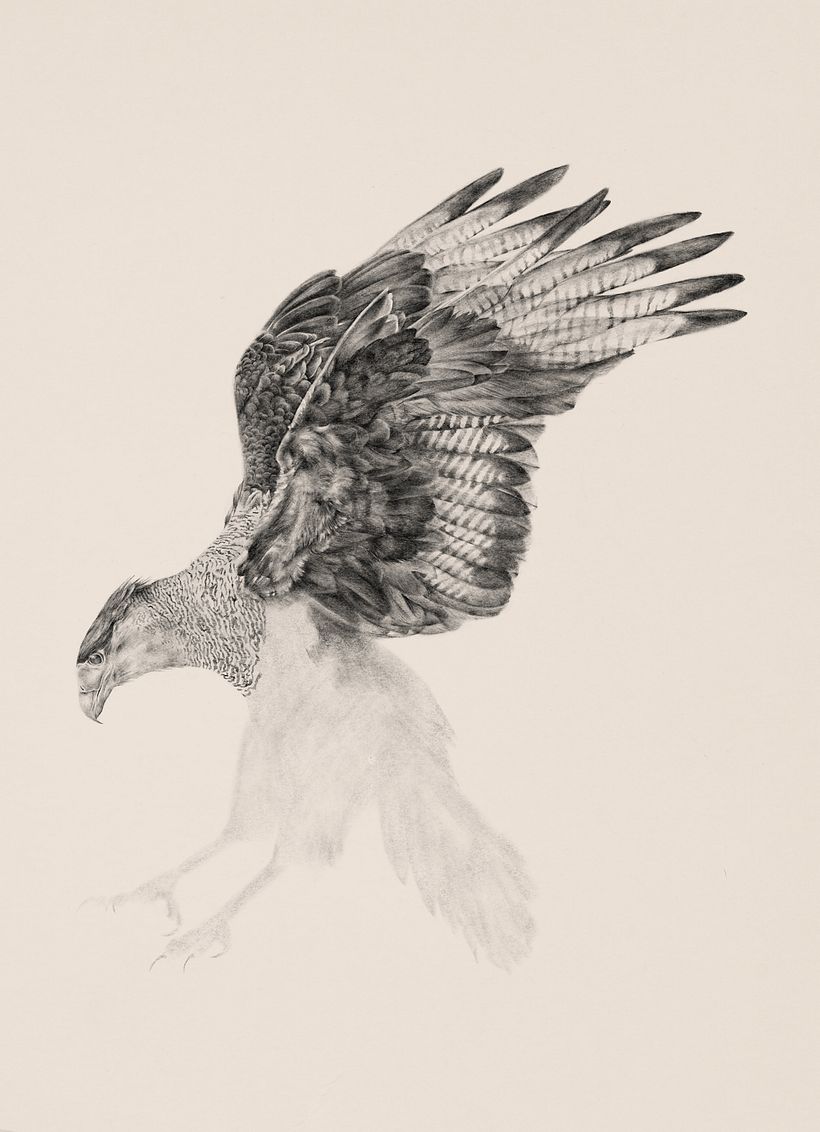 Carancho (Caracara plancus) 6