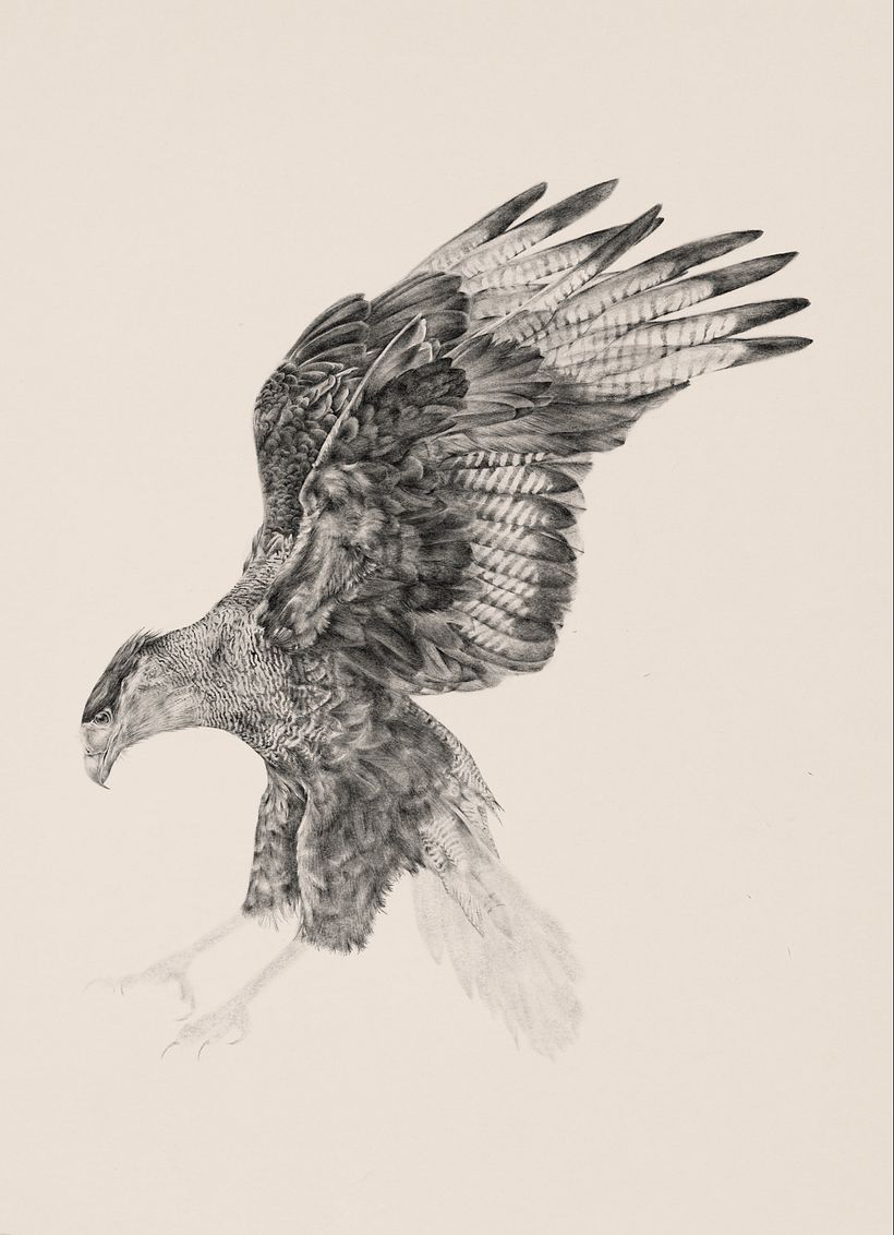 Carancho (Caracara plancus) 7