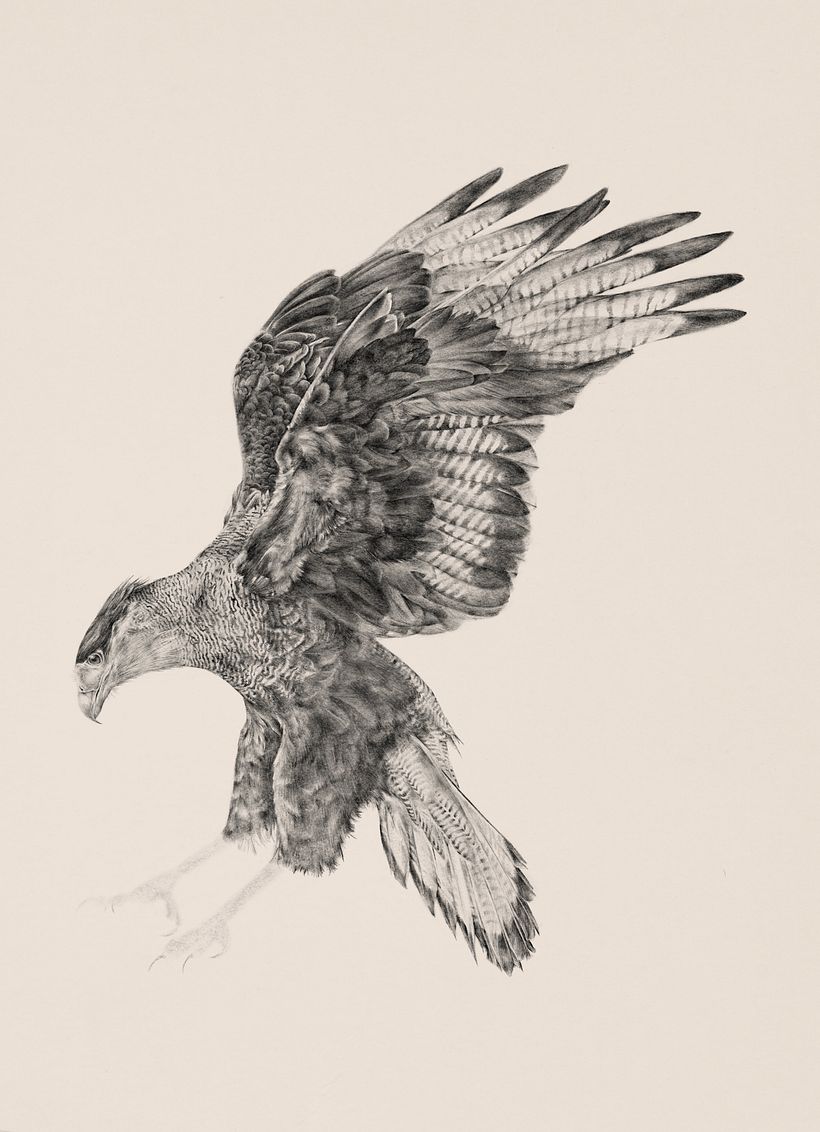 Carancho (Caracara plancus) 8