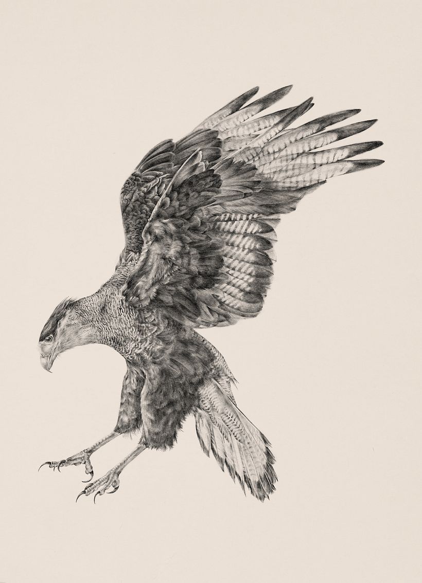 Carancho (Caracara plancus) 9