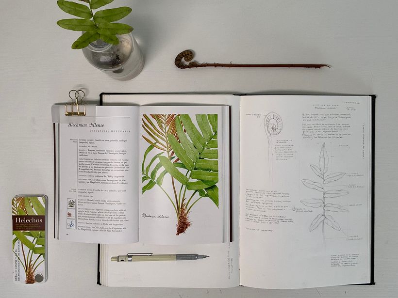 Helecho Costilla de vaca (Blechnum chilense) 4
