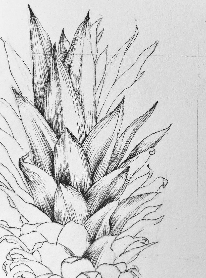Piña (Ananas comosus) 2