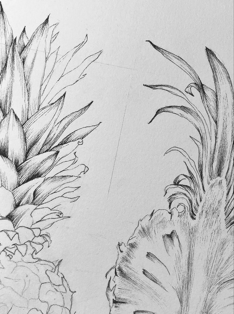 Piña (Ananas comosus) 3