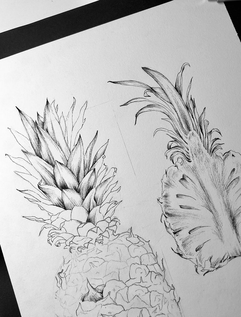 Piña (Ananas comosus) 4