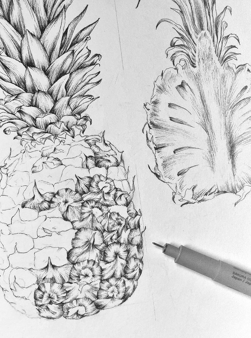Piña (Ananas comosus) 5