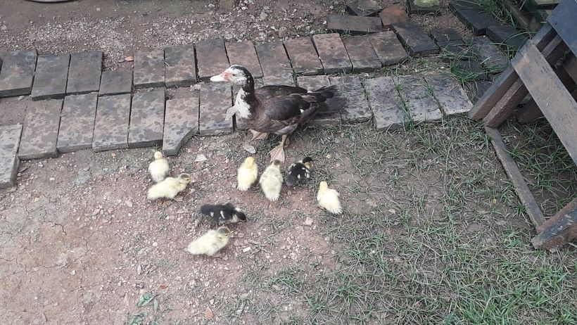 Pato