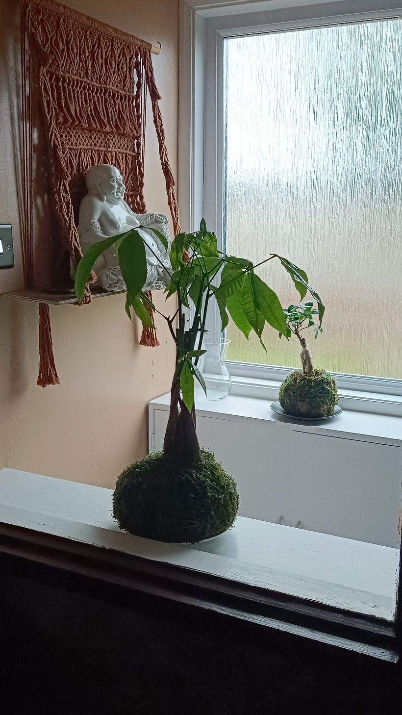 My project for course: Kokedamas: Create Natural Moss Pots 3