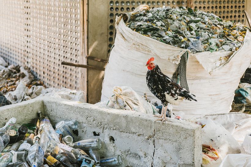 Blue Apple Resort y Green Apple Foundation para Thrillist  15