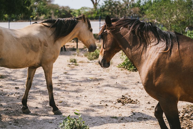 Blue Apple Resort y Green Apple Foundation para Thrillist  12