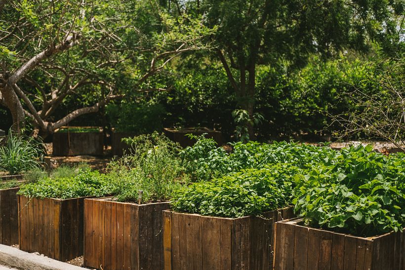 Blue Apple Resort y Green Apple Foundation para Thrillist  13