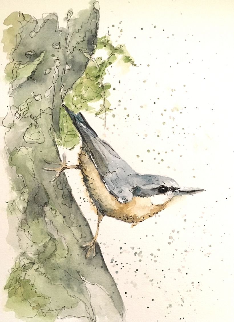 Boomklever. Aquarel en daarna met pen nog wat 'gerommeld'.