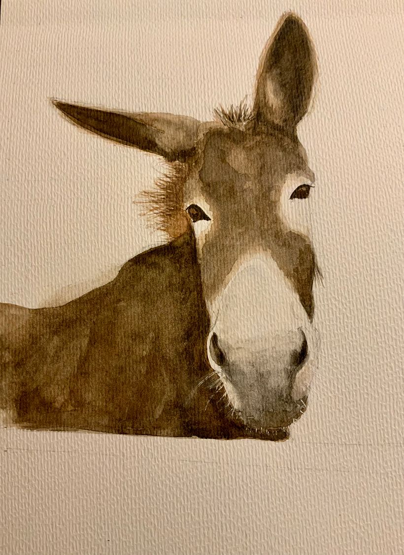 Animal study 1