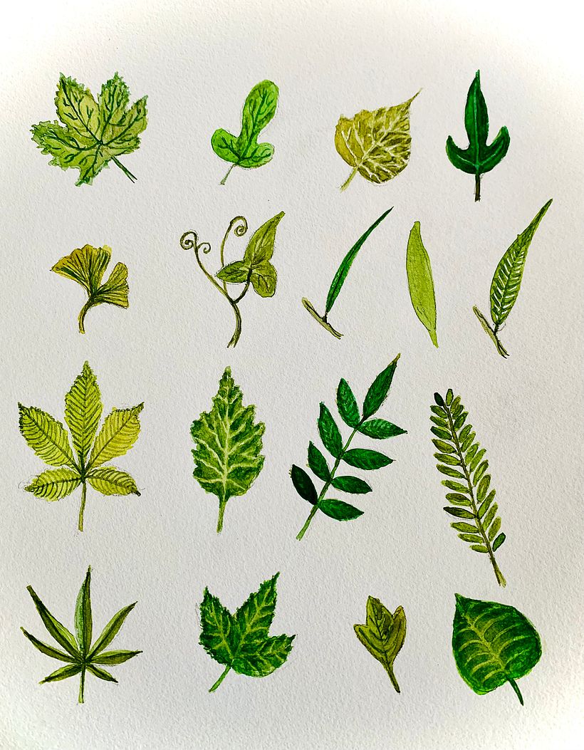 Elementi botanici 1