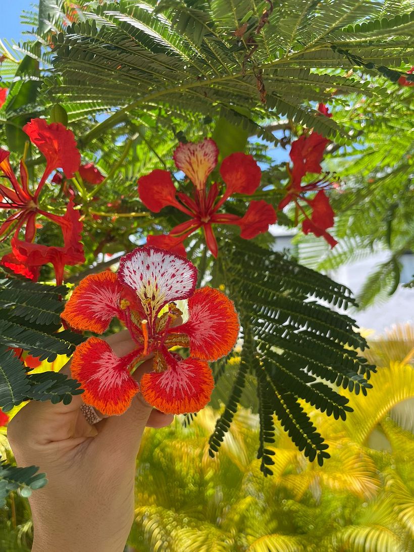 Mi proyecto del curso: Bordado stumpwork: crea adornos en 3D 1