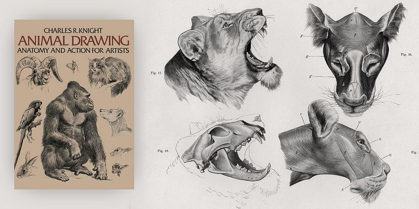 Scientific illustration books Animal Drawing: Anatomy and Action for Artists