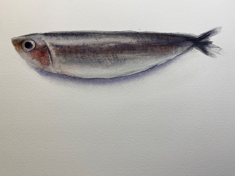 My project for course: Marine Universe Illustration in Watercolor 4