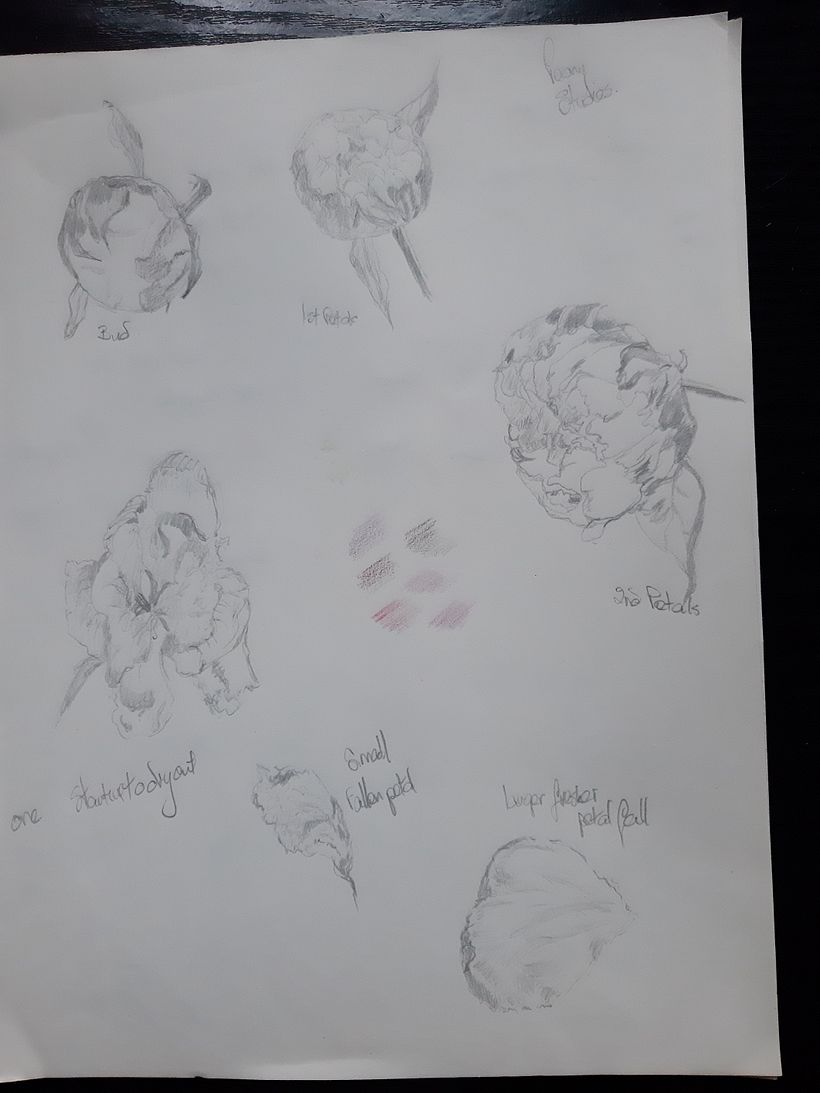 My project for course: Botanical Sketchbooking: A Meditative Approach 3