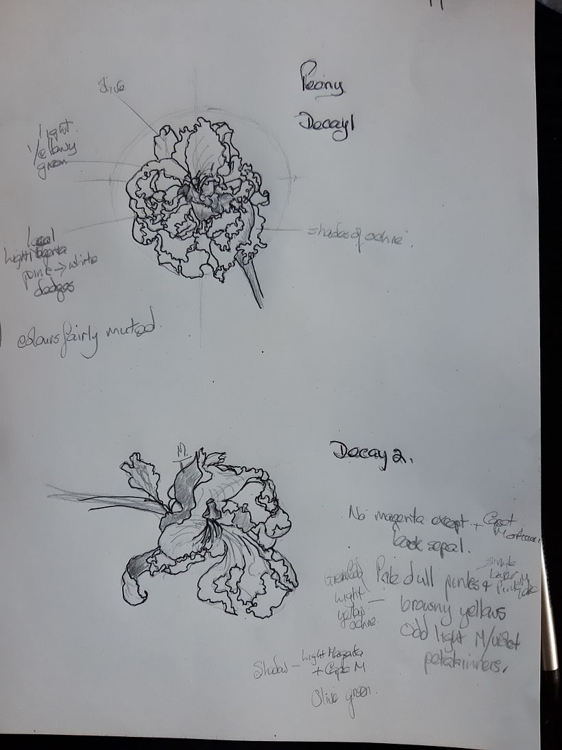 My project for course: Botanical Sketchbooking: A Meditative Approach 4