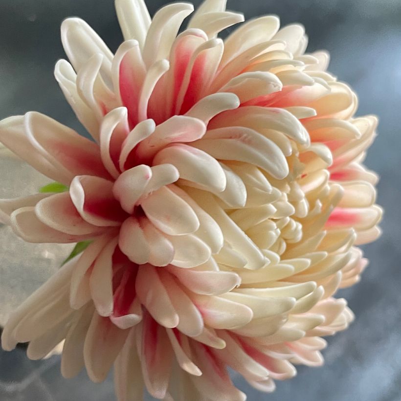 Flower portrait: Chrysanthemum, close up, 2023