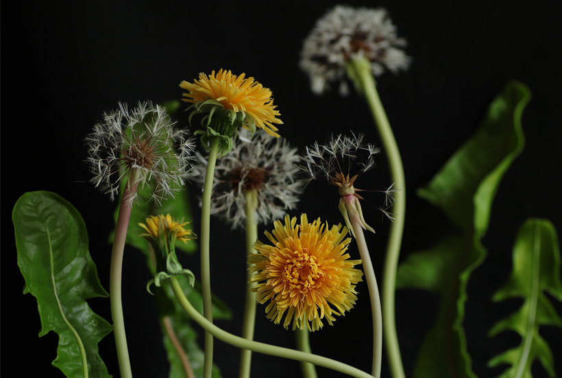 Flower portrait: Dandelion in stages, 2021