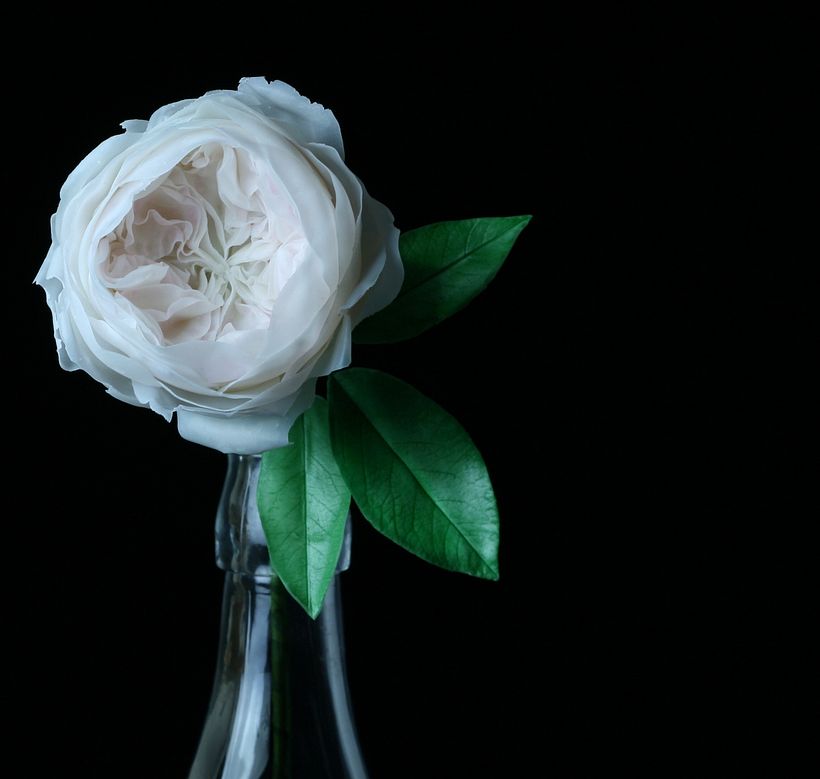 Flower portrait: David Austin Rose, 2018