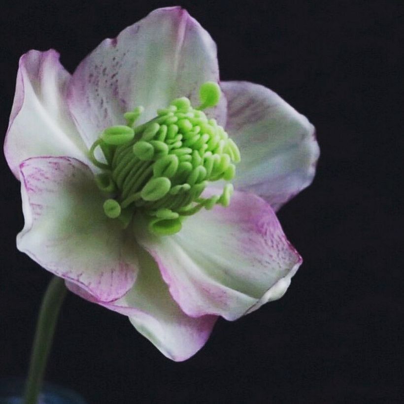 Flower Portrait: Hellebore ( Winter Rose ), close up , 2021