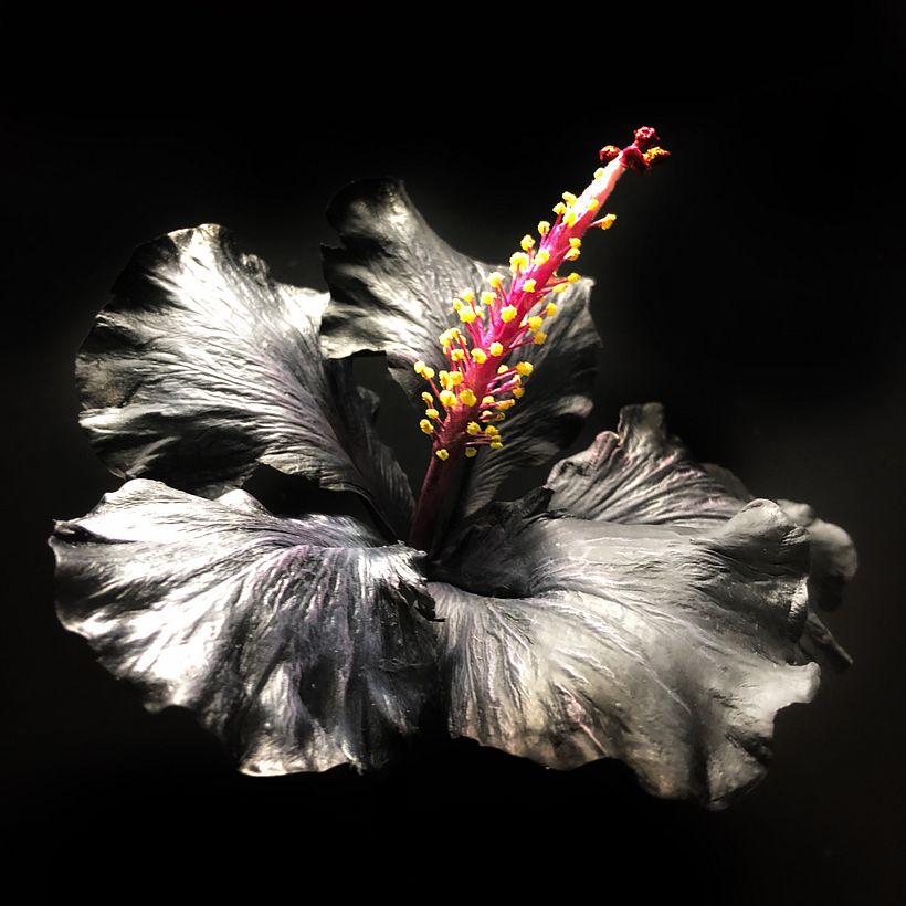 Flower portrait: Hibiscus  , close up , 2017