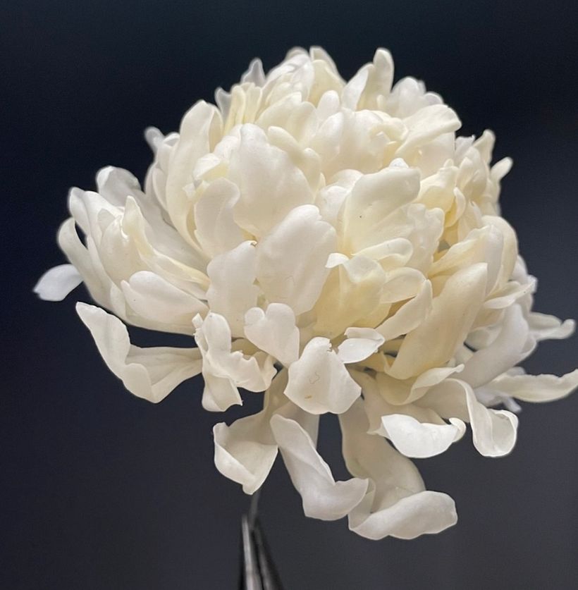 Flower portrait: Frilly Peony, small , close up , 2022