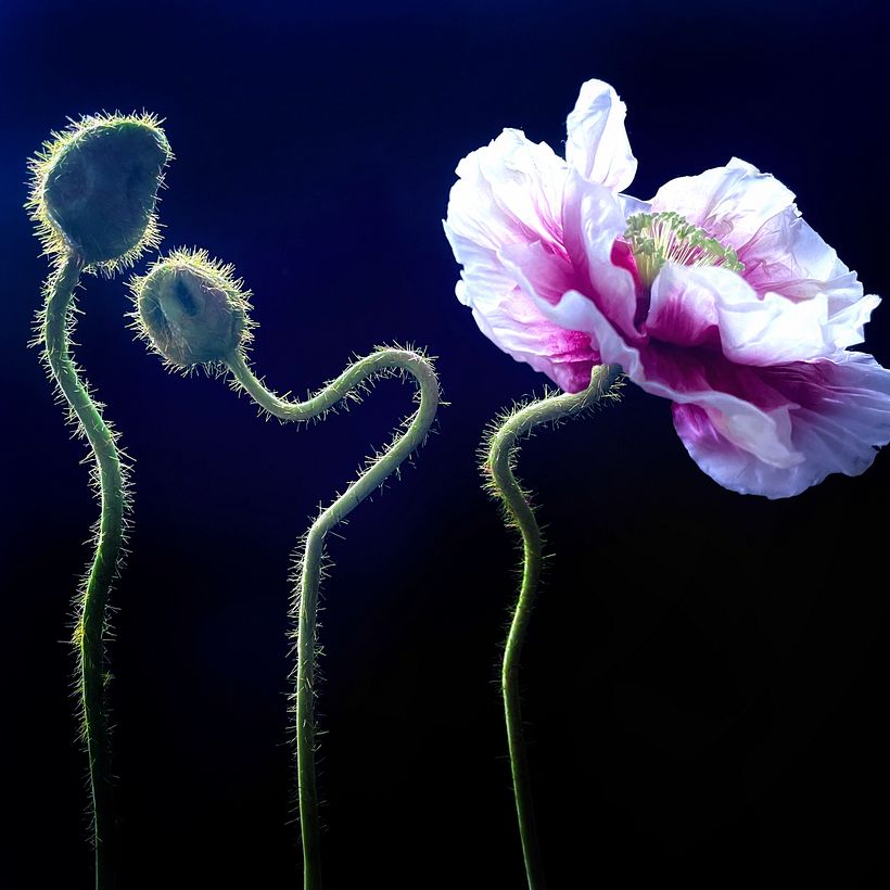 Flower portrait: Icelandic Poppies, free standing, 2022