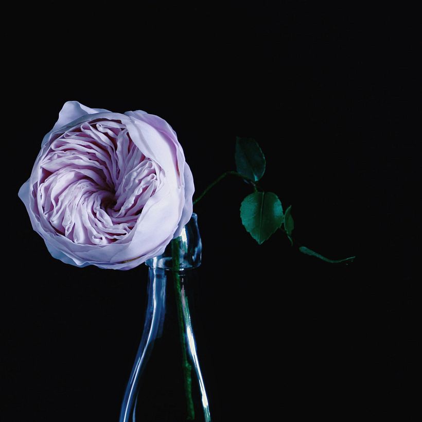 Flower portrait: David Austin Rose, 2017