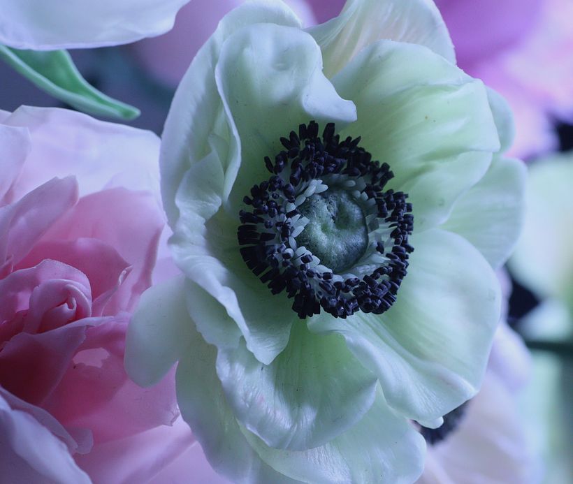 Anemone, Cold Porcelain air dry clay, close up 2023