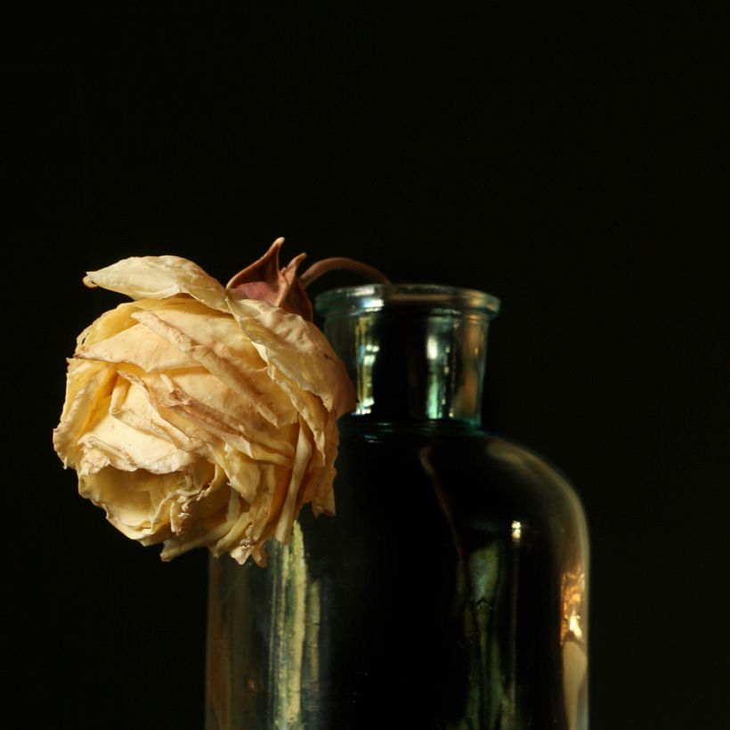 Flower portrait: faded Rose, 2020