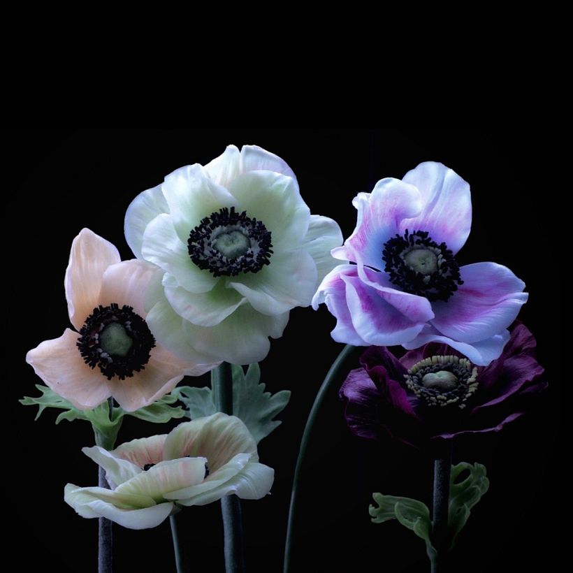 Flower portrait: Anemone, free standing, 2023