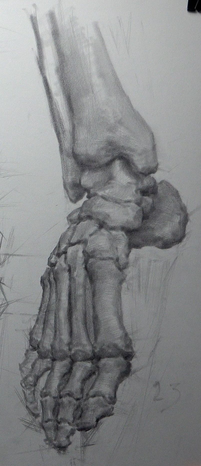 Bone structure drawing for reference